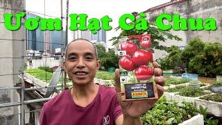 Cách Ươm Hạt Cà Chua Dễ Nhất, Nhanh Nảy Mầm Nhất