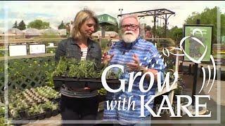 Grow with KARE: Butterfly weed