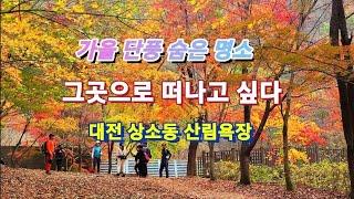 세상에나~!! 이런 숨은 단풍 명소가 있었네 대전 상소동 산림욕장