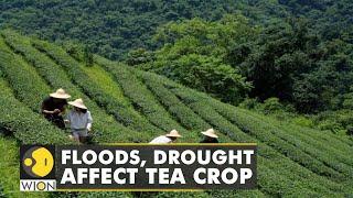 Taiwan: Changing weather pattern creates disaster for tea plantations | Latest News Updates | WION