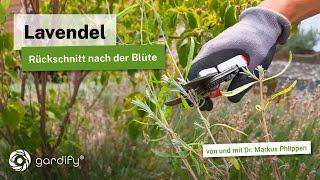 Lavendel schneiden im Sommer: Was Du bei dem zweiten Rückschnitt beachten musst.