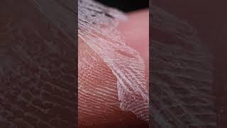 Skin Peeling Macro Closeup – Relaxing ASMR