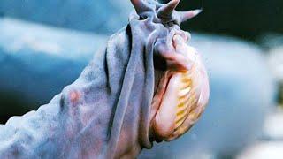 15 Scary Looking Ocean Creatures In The World
