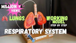 Respiratory system model _lungs working model #science #biology #medical NakulSahuArt