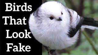 Birds That Look Fake - Unbelievable Birds