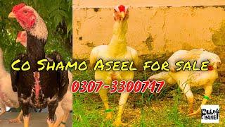 Co. Shamo Aseel Imported for sale