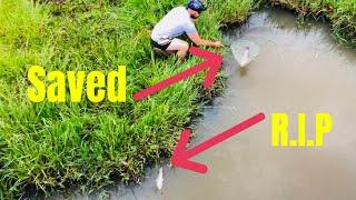 Rescuing Australian Freshwater Native Fish from CERTAIN DEATH