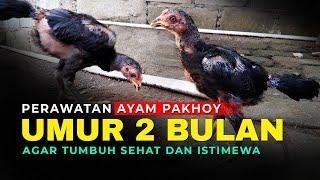 Perawatan Ayam Pakhoy Umur 2 Bulan || Kandang Sederhana