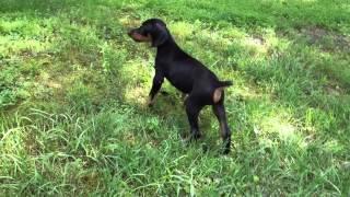 Doberman Porthos - 8 weeks old, being silly