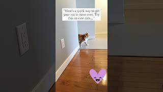the best way to make your cat come over