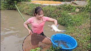 Harvest fish pond, catch fish in pond at farm to sell. Earn income from fish