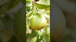 Weight Loss Tip That Works | Health Benefits Of Guava Leaves  | Super Food For Health #shorts