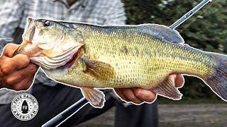 Oliver Ngy #2: Insane Smoky Mountain Largemouths