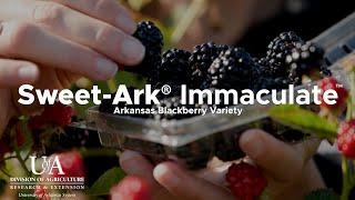 Sweet-Ark® Immaculate™ Blackberry | Arkansas Fruit Breeding Program