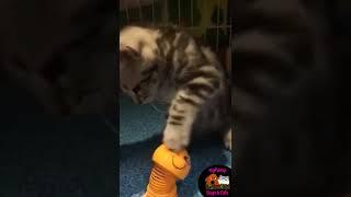 Funniest Cats Don'T Try To Hold Back Laughter #Shorts MFDAC-A504