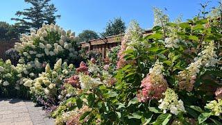 Unscripted Hydrangea Back Garden Tour at end of August 2023 // Small City Back Garden