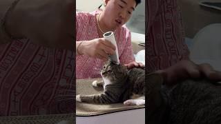 미용실 놀이도 가능한 효녀 고양이 #shorts #shortvideo #고양이 #시트콤