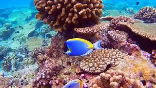 Terumbu karang tempat hidup ekosistem laut