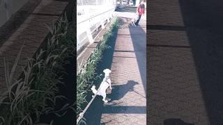 Maltese vs Shiba #japan #maltese #maltesedogs #dog #gifu #whitedog #kani #shibadog