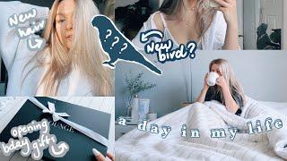 A DAY IN MY LIFE | NEW BIRD?? OPENING EARLY BDAY GIFTS + MORNINGS WITH COCKATIELS