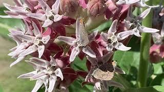 Busy pollinators visiting Showy Milkweed