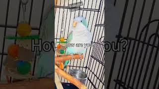 Quaker Parrot learnt a new word. How are You? #shorts #quakerparrot #bird