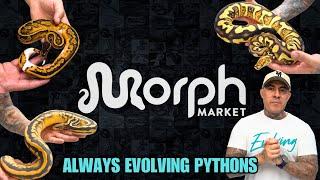 Top Ball Python Holdbacks From 2024 With Always Evolving Pythons