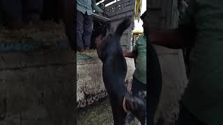 #mr Tahir Khan vlogger 51