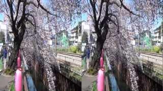 武蔵関にて桜の花見で3D