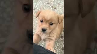 Baby dog #puppy #dog #cute #doglover #cutepuppy #viral# puppydog #youtubeshorts #shortvideo #trendin