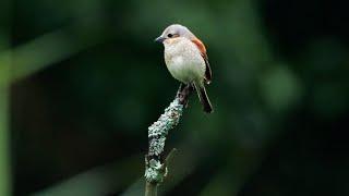 Watching a Red-backed shrike in the wild | Film Studio Aves