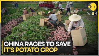 China Races To Save It's Potato Crop | World News | WION