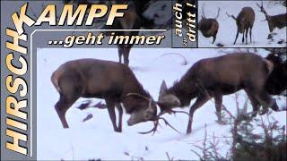 Hirschkampf geht immer - manchmal auch zu dritt ! ...Fight zu jeder Jahreszeit ;-)