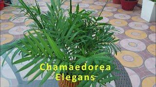 Chamaedorea Elegans | Chamaedorea Palm | Lucky Palm | Indoor palm | Indoor plant | Plant Care