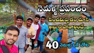 వామ్మో 40 నెమళ్లు ఒకే చోట ఉన్నాయి | Village Vihari