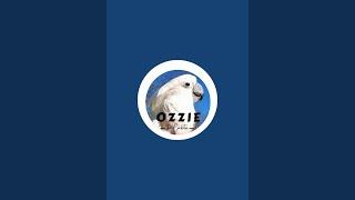 Ozzie the Cockatoo is live!