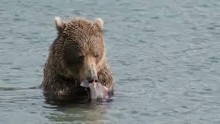 Improving Fish Passage in Tyonek, Alaska