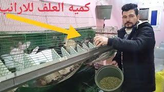 كميه العلف للارانب لتجنب الانتفاخ الخساره.. (حلقه 658)