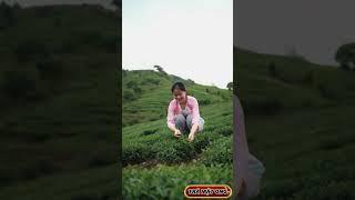 Trà Mật Ong – Thức Uống Ngọt Ngào, Tốt Cho Sức KhỏeHoney Tea – Sweet Drink, Healthy Boost