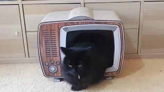 Cats on TV! - Karlie Telly Scratching Cave | Manchester Moggies