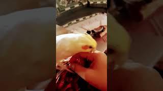 Pet me #funny #comedy #funnyvideo #cockatiel #satisfying #happy #funnyanimals