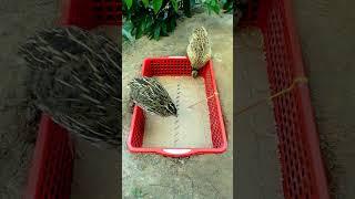 Simple Quail Trap Using Cardboard Box #shorts