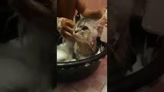 Cara mandi kan kucing Persia