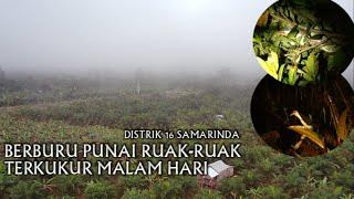 BERBURU PUNAI RUAK-RUAK TERKUKUR MALAM HARI                       #hunting #punai #tekukur#ruak-ruak