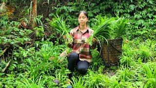 The daily life of an orphan girl alone harvests chives to sell and cooks bran for pigs and ducks