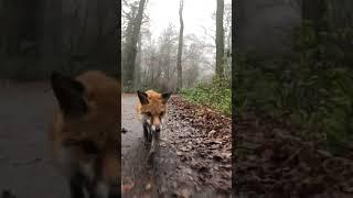 Blind Fox Pumpkin walking by herself