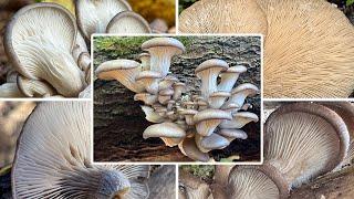 Austernseitling Verwechslung & Zubereitung | Austernpilz, Winterauster | Pleurotus ostreatus