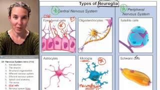 Nervous sytem 8- Glial cells