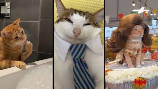 Funny and cute CATS Videos Сompilation # 32
