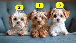 10 BEST MALTESE MIX BREEDS